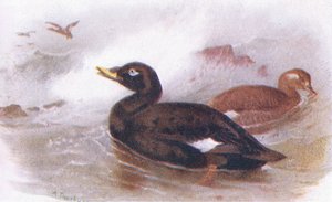 Velvet Scoter